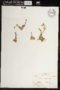 Cerastium arcticum image