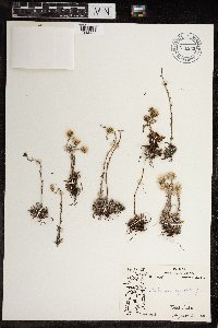 Antennaria monocephala subsp. angustata image