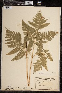 Matteuccia struthiopteris image