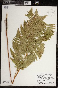 Pteridium aquilinum image