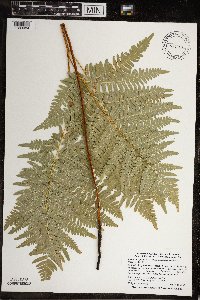 Pteridium aquilinum image