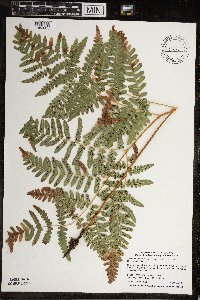 Pteridium aquilinum image