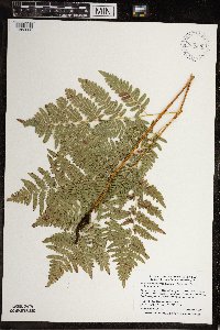 Pteridium aquilinum image
