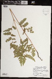 Pteridium aquilinum image