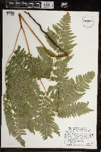 Pteridium aquilinum image