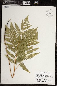 Pteridium aquilinum image