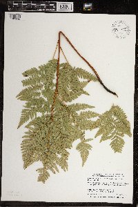 Pteridium aquilinum image