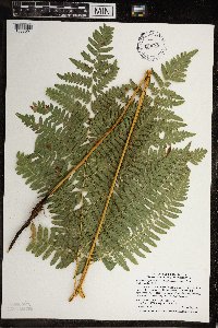 Pteridium aquilinum image