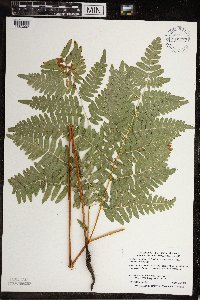 Pteridium aquilinum image