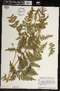 Pteridium aquilinum image