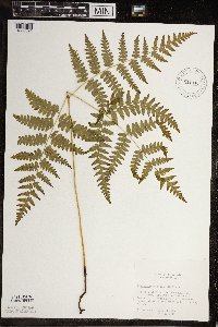 Pteridium aquilinum image