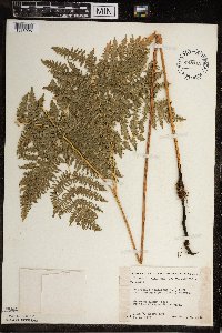 Pteridium aquilinum image