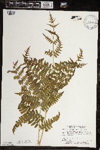 Pteridium aquilinum image