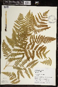 Pteridium aquilinum image