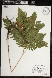 Pteridium aquilinum image