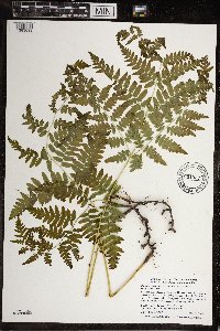 Pteridium aquilinum image