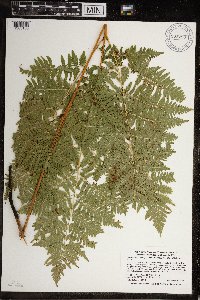 Pteridium aquilinum image