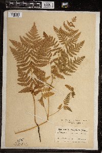 Pteridium aquilinum image