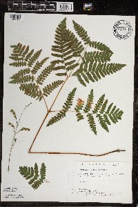 Pteridium aquilinum image
