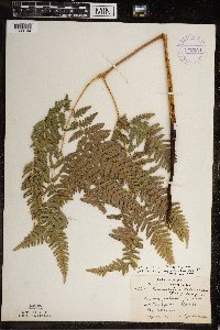 Pteridium aquilinum image