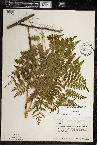 Pteridium aquilinum image