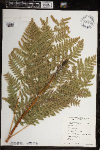 Pteridium aquilinum image