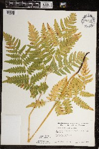 Pteridium aquilinum image