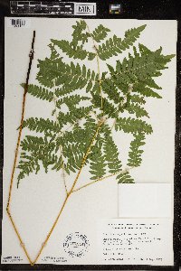 Pteridium aquilinum image