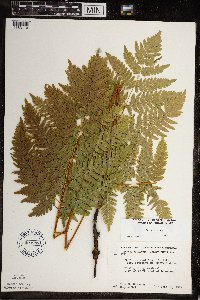 Pteridium aquilinum image