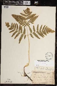 Pteridium aquilinum image