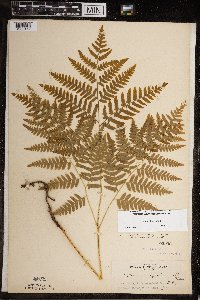 Pteridium aquilinum image