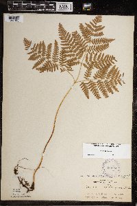 Pteridium aquilinum image