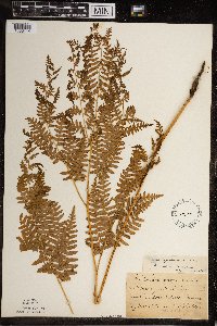 Pteridium aquilinum image
