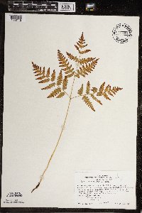 Pteridium aquilinum image