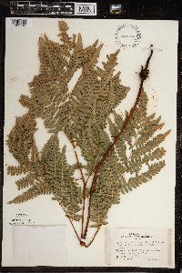 Pteridium aquilinum image