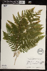 Pteridium aquilinum image