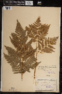 Pteridium aquilinum image