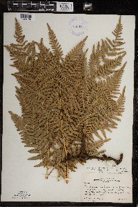 Pteridium aquilinum var. latiusculum image