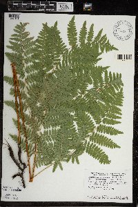 Pteridium aquilinum var. latiusculum image