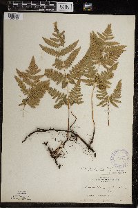 Pteridium aquilinum var. latiusculum image