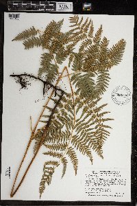 Pteridium aquilinum var. latiusculum image