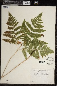 Pteridium aquilinum var. latiusculum image
