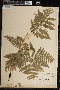 Pteridium aquilinum var. latiusculum image