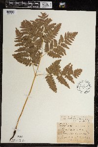 Pteridium aquilinum var. latiusculum image