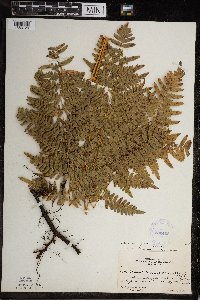 Pteridium aquilinum var. latiusculum image