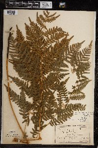 Pteridium aquilinum var. latiusculum image