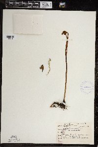 Pteridium aquilinum var. latiusculum image