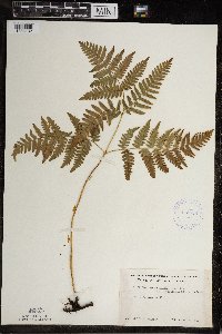 Pteridium aquilinum var. latiusculum image