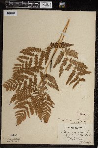 Pteridium aquilinum var. latiusculum image