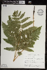 Pteridium aquilinum var. latiusculum image